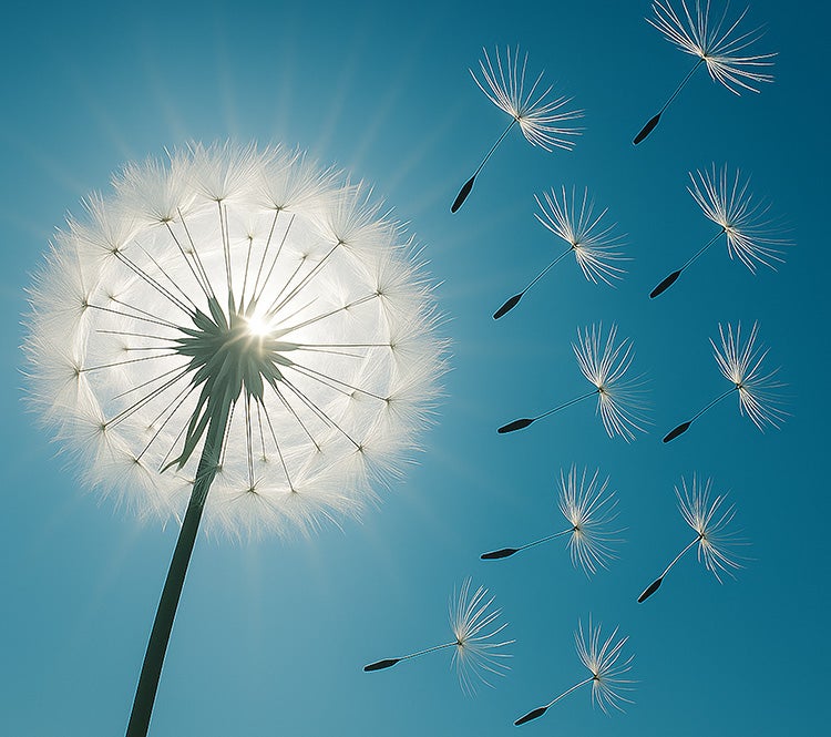 More Info for Dandelion